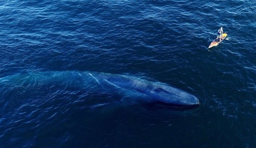 Синий кит: Наша планета не видела более крупного существа. Какое бытие у левиафана весом в 150 тонн?