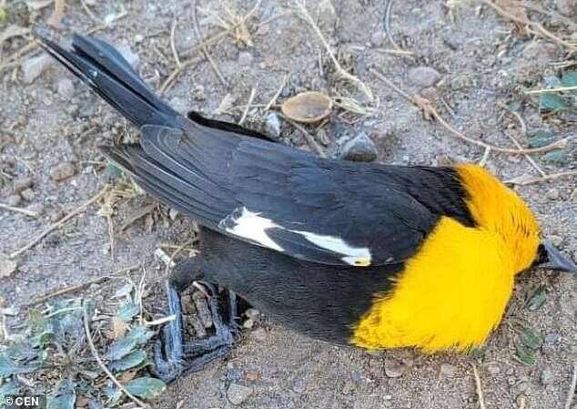 В Мексике сотни птиц упали на асфальт