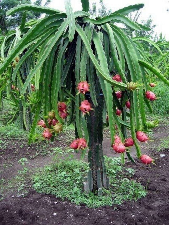 Питахайя или плод дракона растет из кактуса