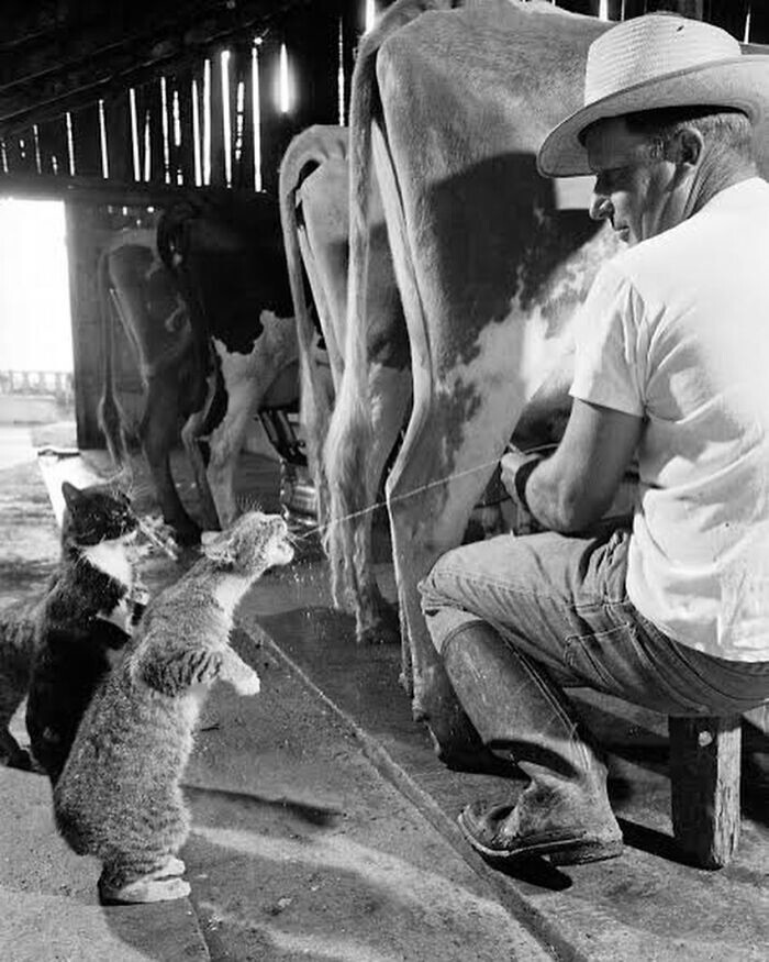 19. Кошки встали на задние лапы, чтобы напиться молоком. Молочная ферма Арча Бадерчера, 1954 год. Фотограф Нат Фарбман