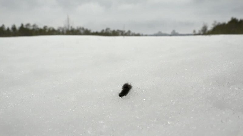 Подснежник в мире насекомых: бурая медведица рыщет в поисках еды по сугробам Петербурга