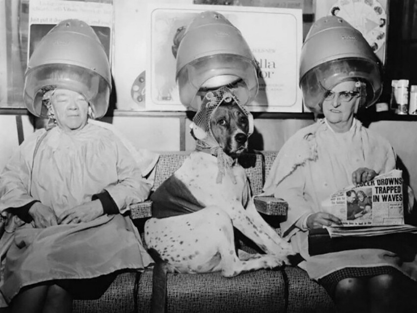 Собака с мехом, накрученным на бигуди, в парикмахерской в Лондоне, около 1968 года