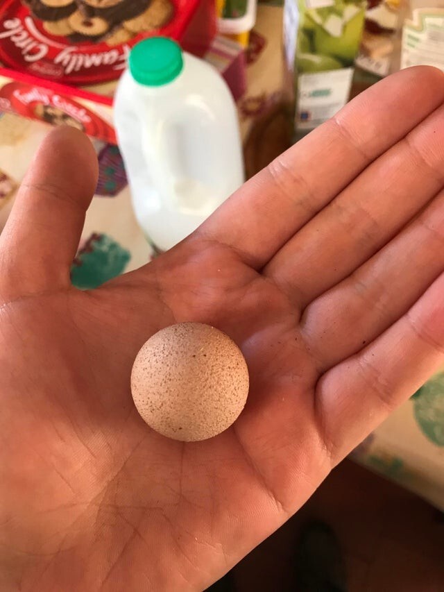 Курица снесла сферическое яйцо!