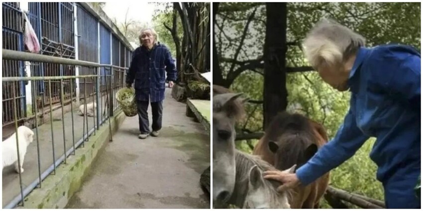 Самый одинокий зоопарк: 81-летний китаец спасает животных, которые пострадали от людей