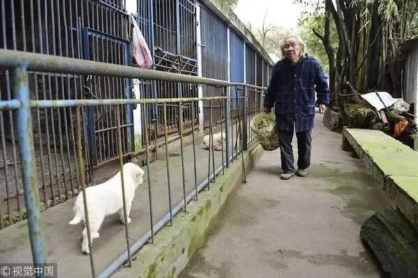 Самый одинокий зоопарк: 81-летний китаец спасает животных, которые пострадали от людей