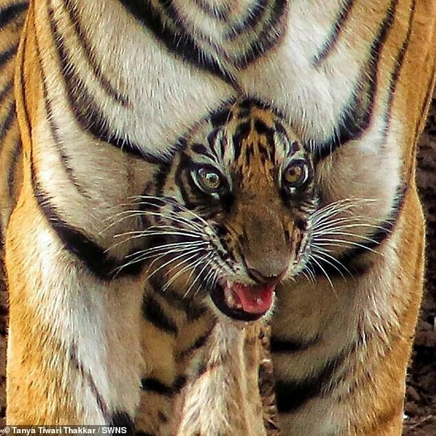 Фотограф заснял тигрёнка, который "застрял" в маминых лапах