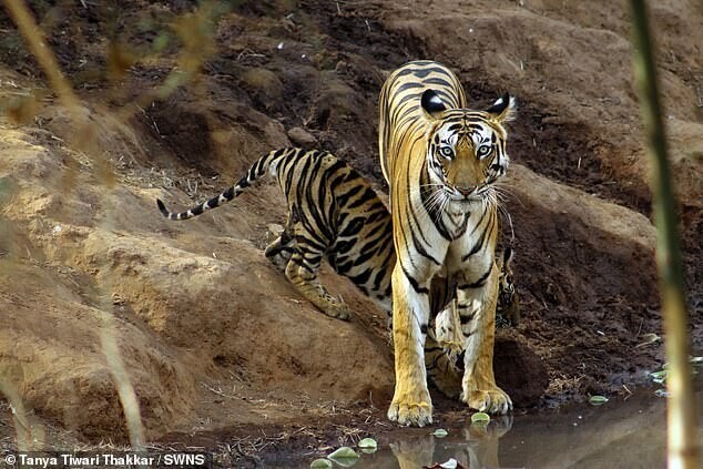 Фотограф заснял тигрёнка, который "застрял" в маминых лапах