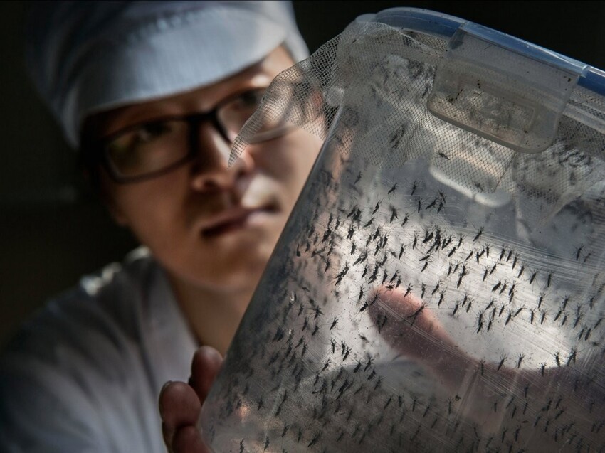 В США выпустят на волю 2 миллиарда генно-модифицированных комаров