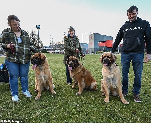 Самая большая в мире выставка собак открылась в Британии