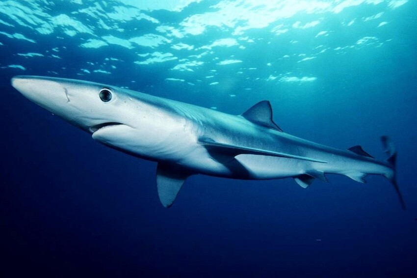 В корме для домашних питомцев обнаружены следы мяса акул, находящихся на грани исчезновения