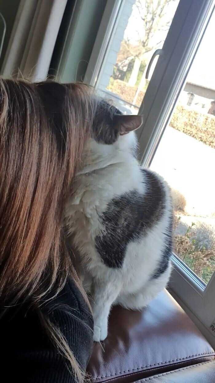 "Мой кот обожает мои волосы. Может сидеть так подолгу"