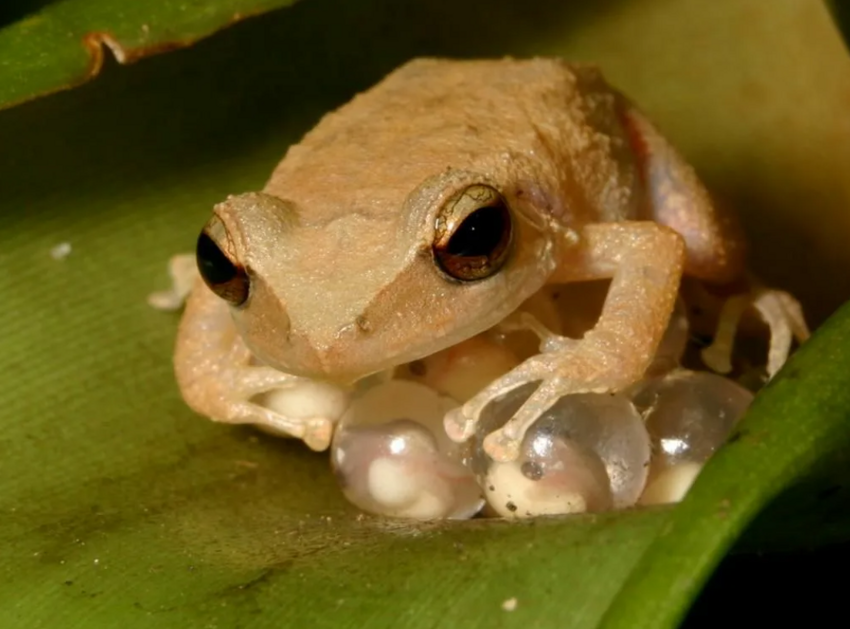 Лягушка коки: Крошечная амфибия квакает с громкостью раската грома. Спать в местах её обитания просто невозможно!
