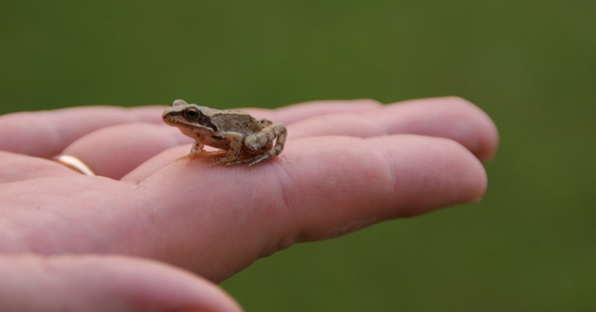 Лягушка коки: Крошечная амфибия квакает с громкостью раската грома. Спать в местах её обитания просто невозможно!
