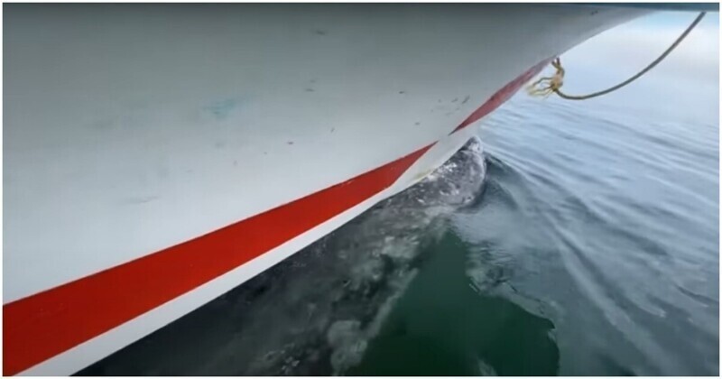 Серый кит прокатил на своей спине лодку с туристами