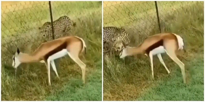 "Вообще не напугал!": косуля спокойно ела траву, пока гепард на неё охотился