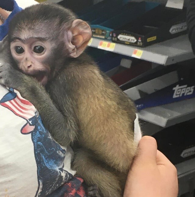 Ничего необычного, просто обезьянка на руках