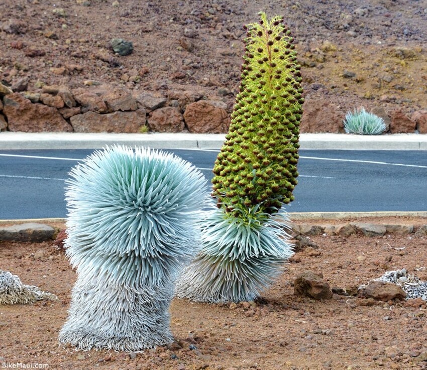 Silversword (Серебряный меч) — редкий и исчезающий цветок Земли