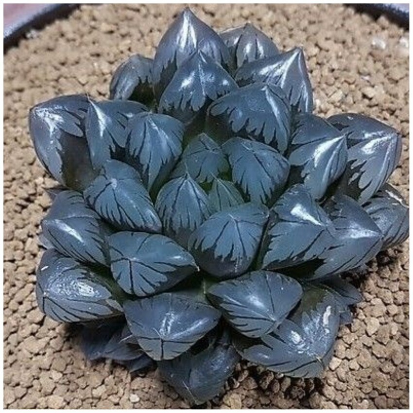 Это не семечки, это суккулент Haworthia cooperi