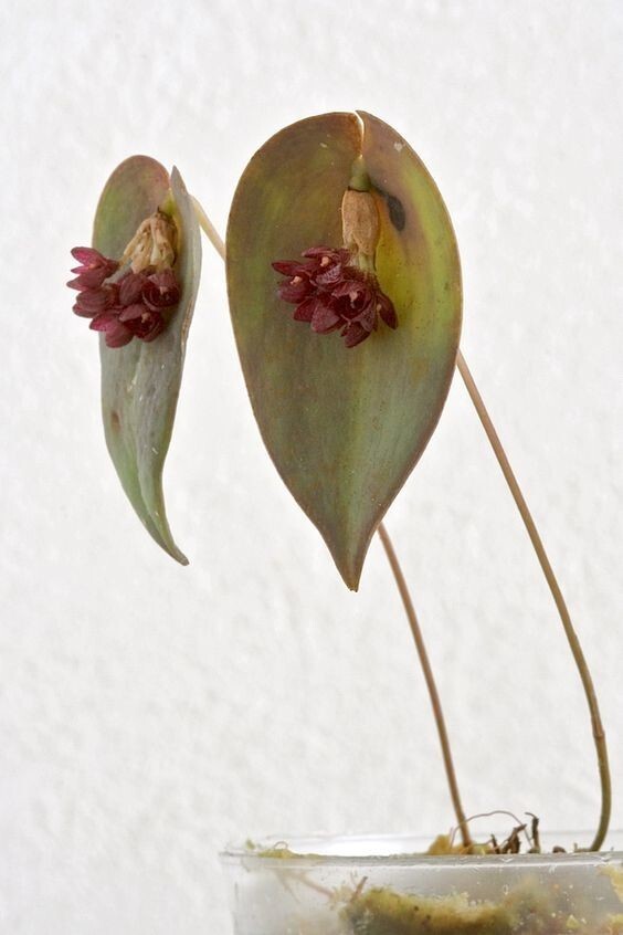 Pleurothallis nipterophylla