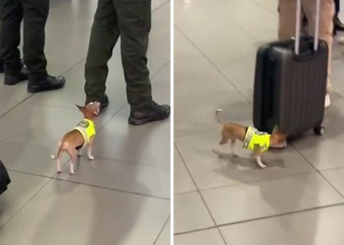В аэропорту Колумбии "работает" самый маленький пёс-ищейка