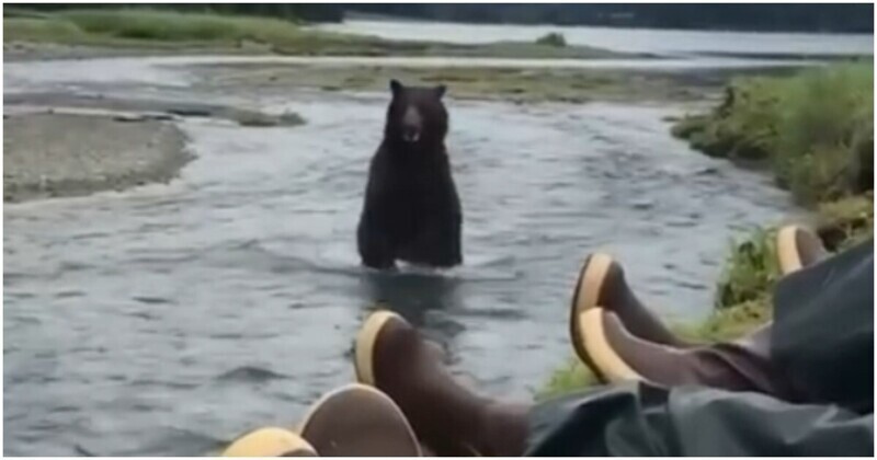 Отдых на природе в компании медведя