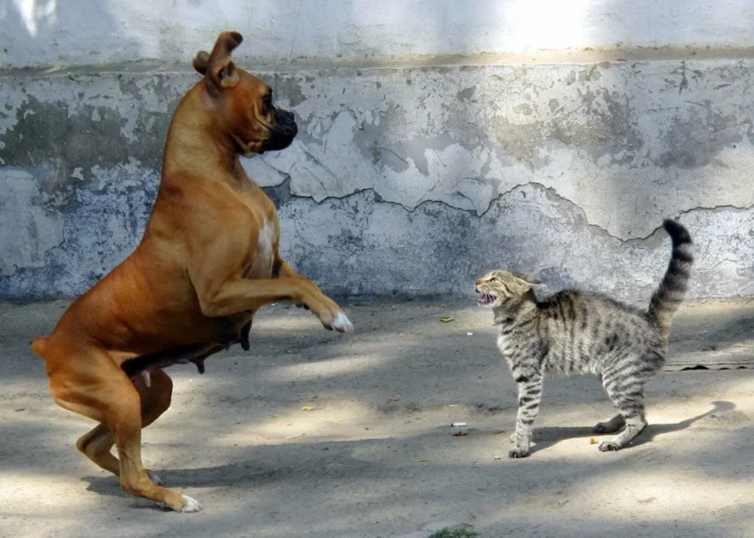 Что мешает кошкам и собакам жить дружно? Могут ли они относиться хорошо к друг другу?