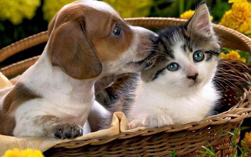 Что мешает кошкам и собакам жить дружно? Могут ли они относиться хорошо к друг другу?