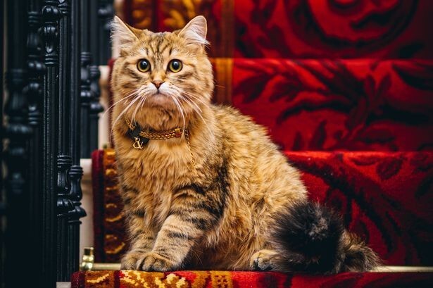 Кошка, которая живет как королева: тёзка Елизаветы II обитает в роскошном отеле недалеко от дворца