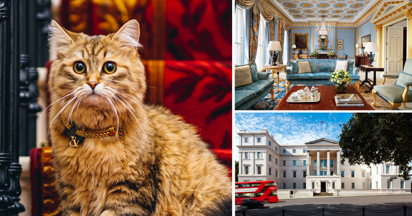 Кошка, которая живет как королева: тёзка Елизаветы II обитает в роскошном отеле недалеко от дворца