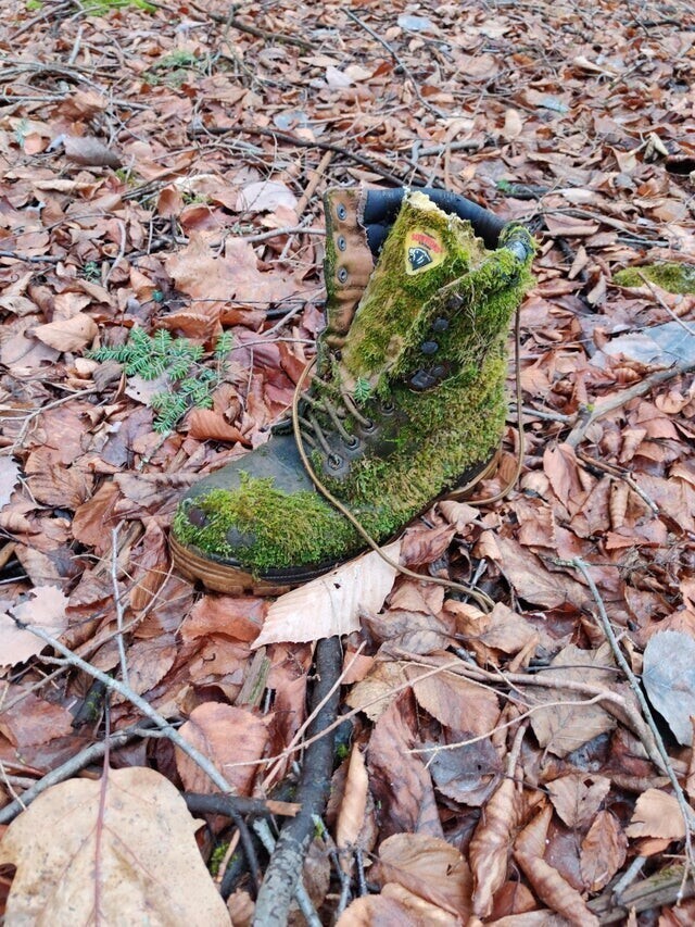 Ботинок в лесу стал его частью