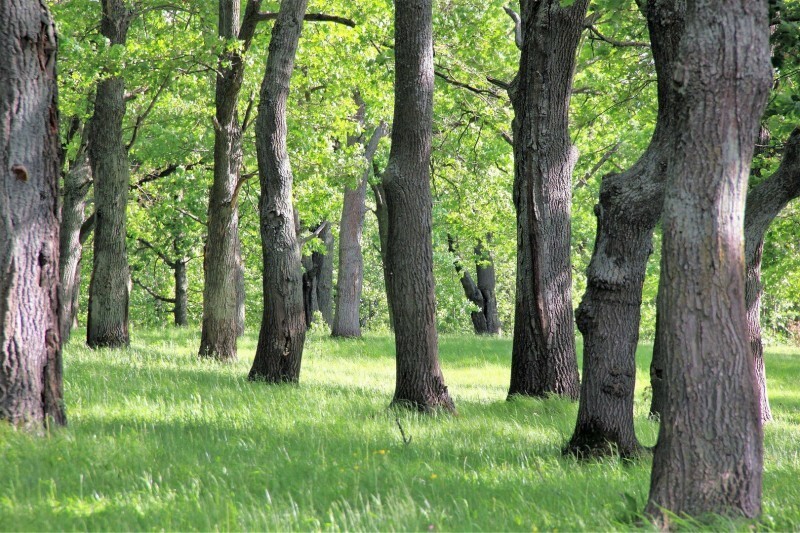 Кто сжёг леса, и почему в замках танцевали тепло одетыми