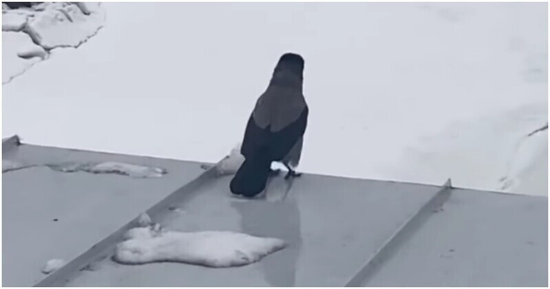 Ворона устала от жизни и шагнула с крыши