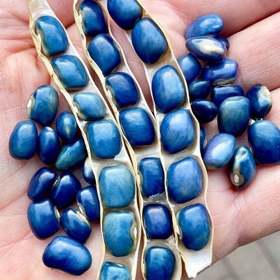 Nona Agnes Blue Beans