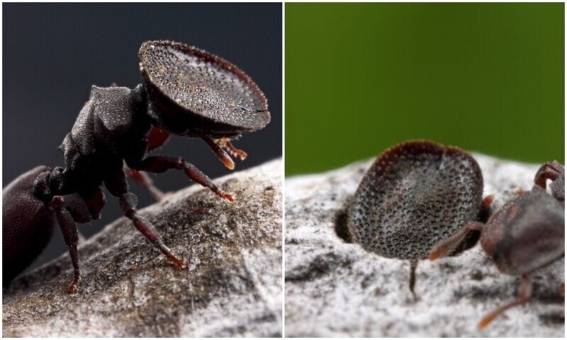 Кефалоты - уникальные муравьи с "крышкой" на голове