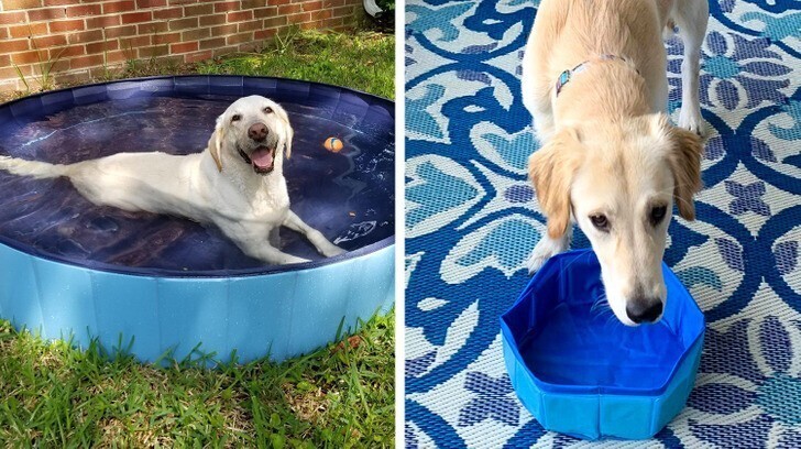 "Наша собака разочарована бассейном, который нам доставили"
