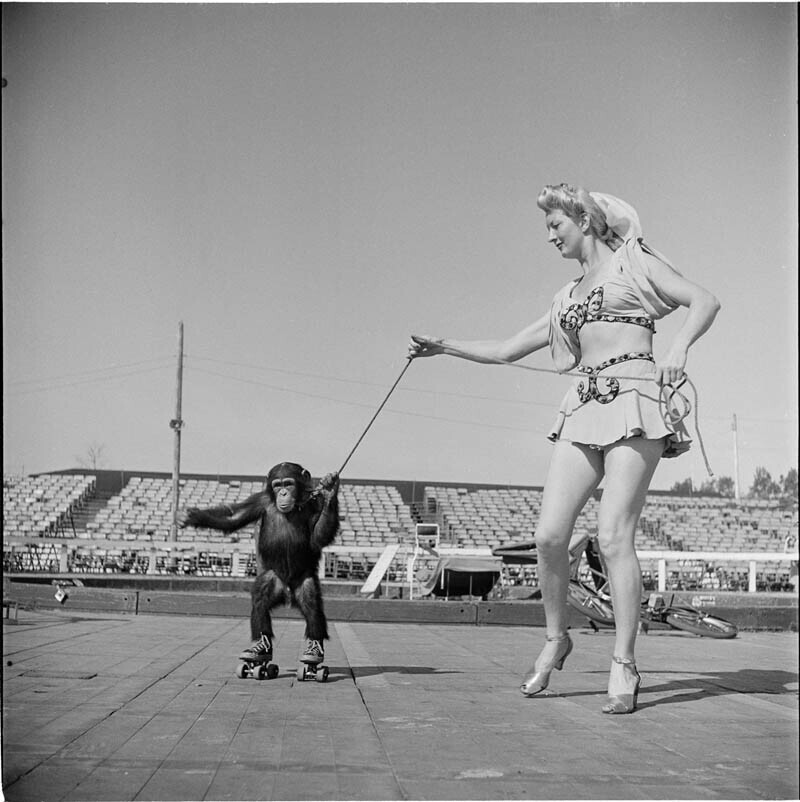Цирковая артистка с обезьянкой на роликах, 1948 год.
