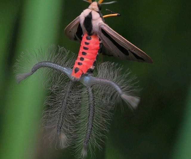 Красавец и чудовище в одном флаконе: как обычная бабочка отрастила необычный орган