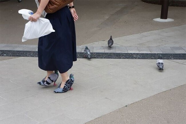 Голуби - туфли помогут втереться в доверие к птицам
