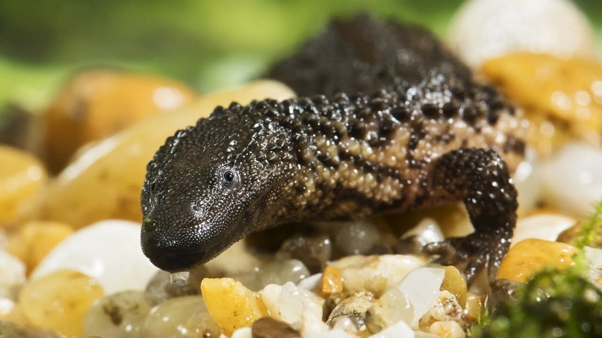 Калимантанский безухий варан: Ведьмак от мира рептилий. Скрытная ящерица с мощнейшим либидо