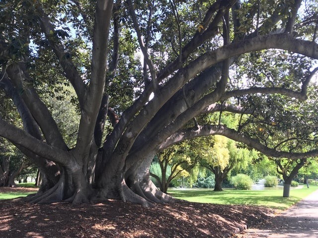 Так выглядят деревья в парках Австралии