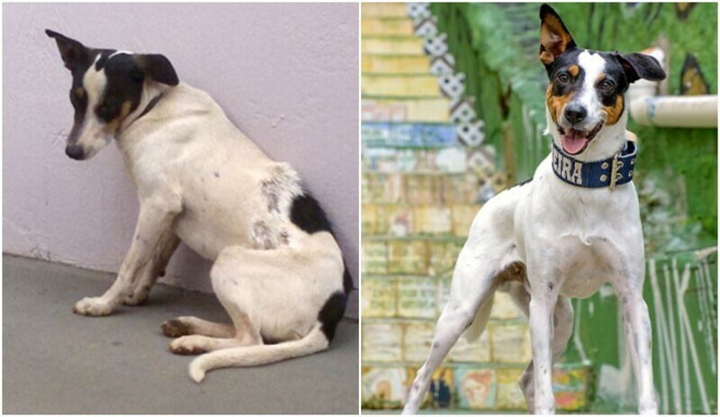 До и после: 10+ добрых фото животных, которых спасли с улицы