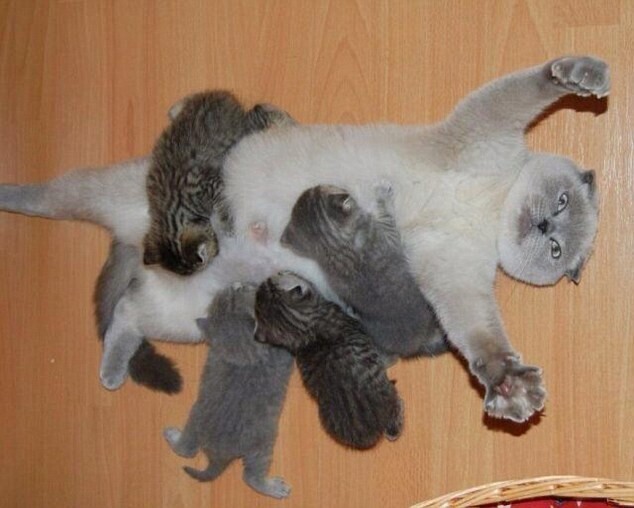 Кошка-мать расслабленно))) откинулась на спину, пока ее дети едят.