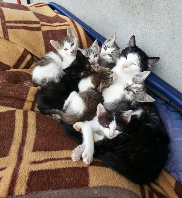 Кошка и семеро котят.