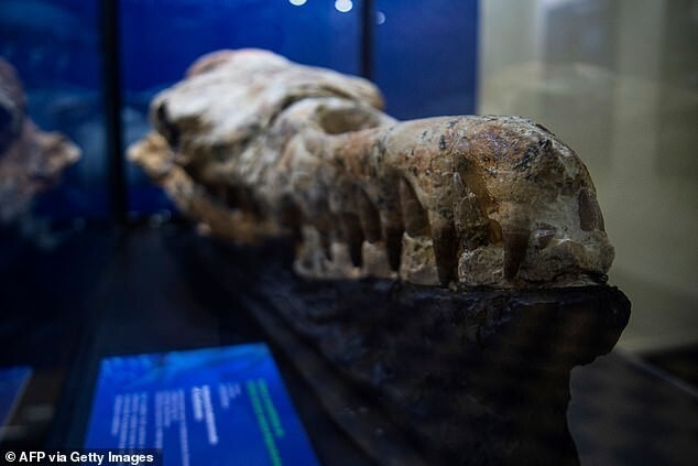 Перуанское «морское чудище»: ученые исследовали череп доисторического кита, найденный в пустыне Перу