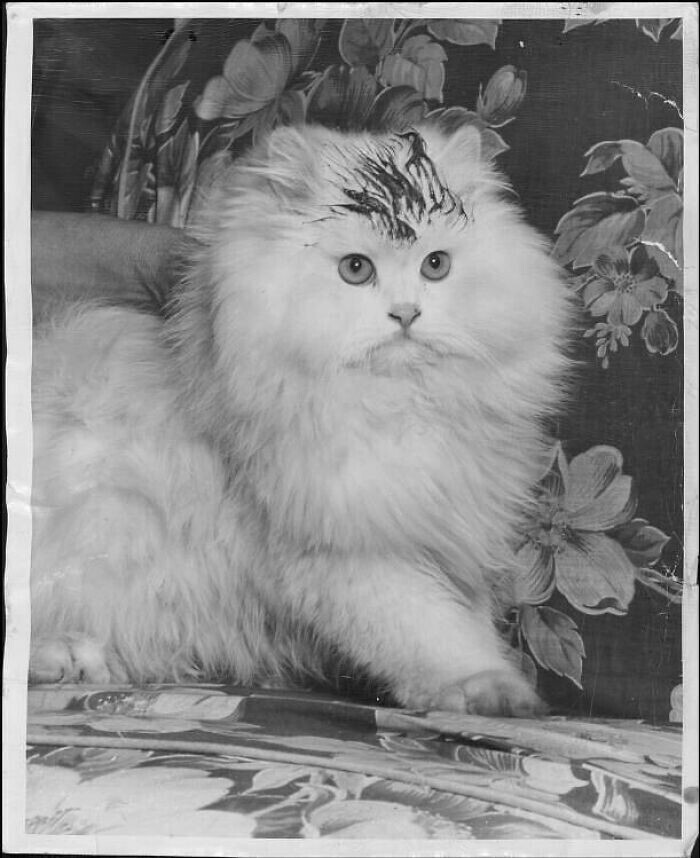 Происки конкурентов: персидского кота испачкали перед выставкой в Милуоки в 1949 году