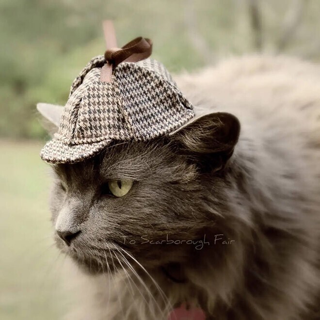 Симпатичные кошачьи шляпки от дизайнера Амели Сегарчану