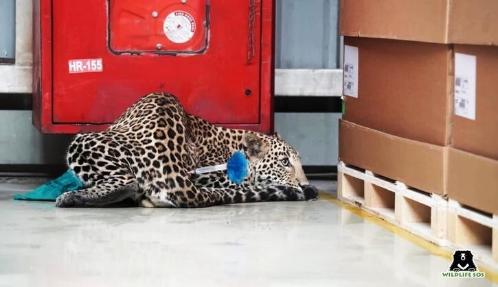 Леопард забрел на завод Mercedes-Benz