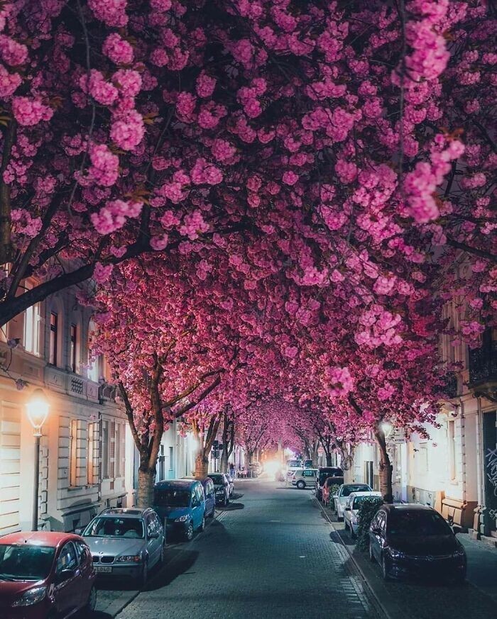 3. В апреле в Германии цветут вишневые деревья. Боннский «Тоннель цветущей сакуры» — один из самых красочных в Германии