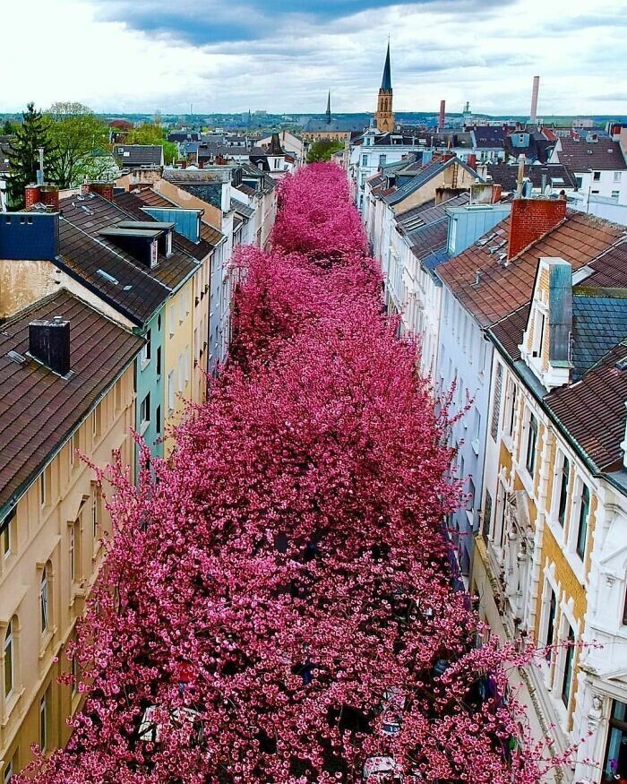 26. И еще одно фото улицы цветущей сакуры в Бонне