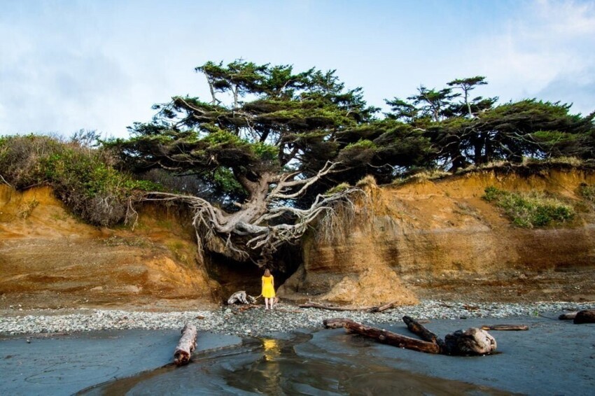 Tree Root Cave, Kalolach Lodge, Forks, Washington